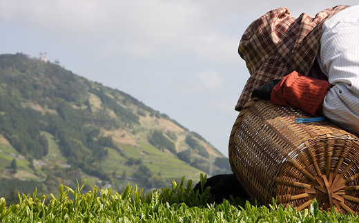 手摘み 深蒸し掛川茶 天心 100g×3缶セット 箱入包装【配送不可地域：離島・沖縄県】