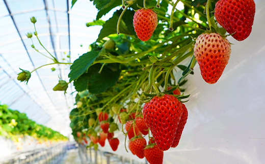 【2026年出荷先行予約】総重量約1080g【掛川市産】いちご・紅ほっぺ DXパック(4パック入)【配送不可地域：離島・北海道・沖縄県・四国・九州】