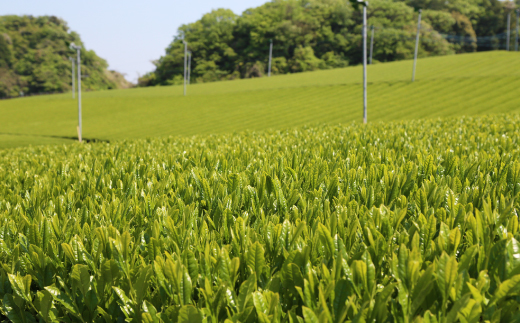 水出し煎茶セット(5g×12パック)×5袋【配送不可地域：離島・沖縄県】