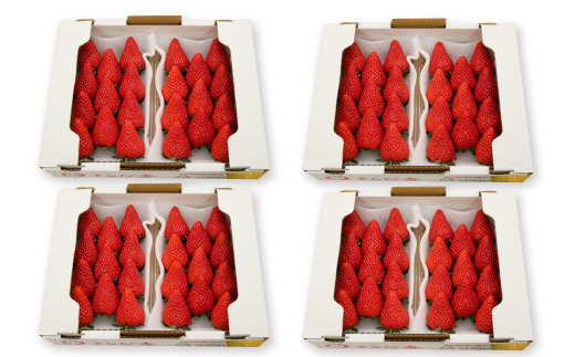 きらぴ香セット(8パック)【配送不可地域：離島・北海道・沖縄県・四国・九州】