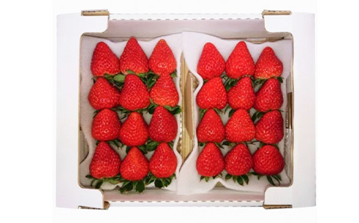 【2026年発送】静岡県掛川市産　ミズノ農園の完熟いちご　『紅ほっぺ』約280g×6パック【配送不可地域：離島・北海道・沖縄県・四国・九州】