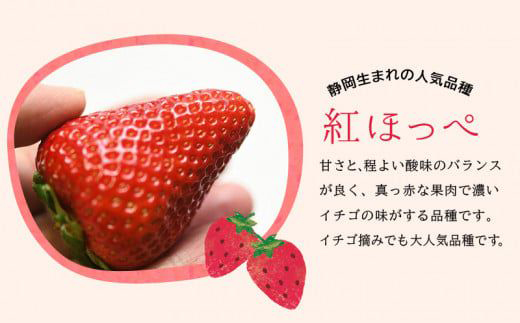 【2026年発送　先行受付】静岡県産いちご「厳選紅ほっぺ」4パック　約1.2kg【配送不可地域：離島・北海道・沖縄県・東北・中国・四国・九州】
