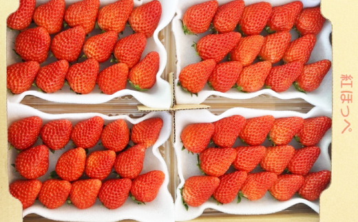 紅ほっぺ280g×4パック　おいしい完熟いちご【配送不可地域：離島・北海道・沖縄県・四国・九州】