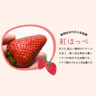 【発送月固定定期便】静岡県産いちご　厳選「紅ほっぺ」4パックセット(約1.2kg)全3回【配送不可地域：離島・北海道・沖縄県・東北・中国・四国・九州】
