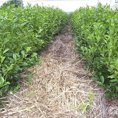 深蒸し掛川茶「一豊もてなし茶」100g×2袋　静岡の茶草場農法　掛川市日坂のお茶限定【配送不可地域：離島・沖縄県】