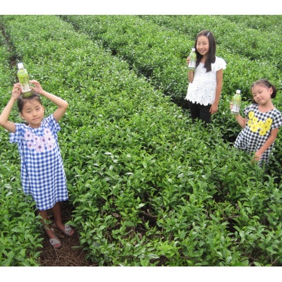 深蒸し日坂茶ペットボトル500ml×24本【配送不可地域：離島・沖縄県】