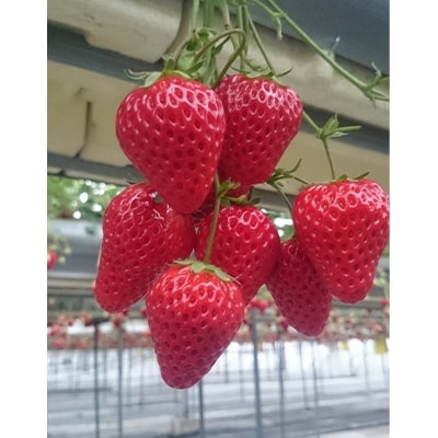 静岡県産いちご　赤＆白イチゴ　食べ比べ2パック【配送不可地域：離島・北海道・沖縄県・東北・中国・四国・九州】