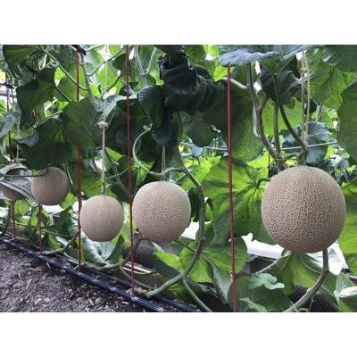 静岡県産　高級アローマメロン　白級 約1.4kg× 4玉( 2玉×2箱 )【配送不可地域：離島・北海道・沖縄県】