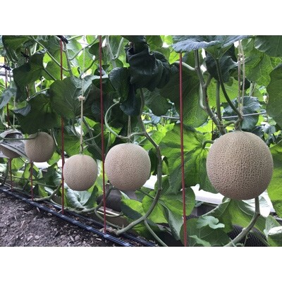 静岡県産　高級アローマメロン　山級約 1.3kg以上×4玉 ( 2玉×2箱 )【配送不可地域：離島・北海道・沖縄県】