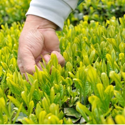 天皇杯を受賞した掛川中央茶業で製造した希少な手摘み掛川茶4袋セット【配送不可地域：離島・沖縄県】
