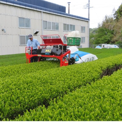 畑仕事から茶仕上げまで一貫造り　香味満々茶　茶草場農法　深蒸し掛川茶(100g×5袋)ギフト箱入1個【配送不可地域：離島・沖縄県】