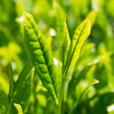【令和8年産新茶発送】特別栽培-掛川深蒸し茶　80g×5袋セット【配送不可地域：離島・沖縄県】