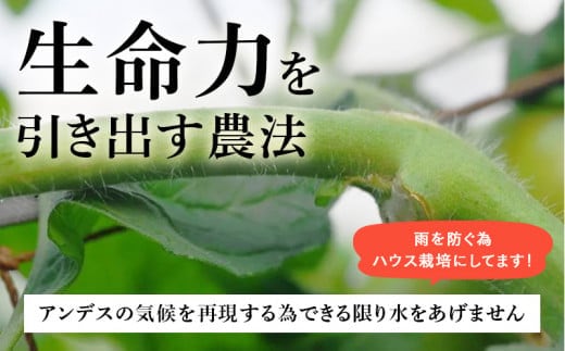 【特選】トマト 美味しんぼに登場したトマト「桃太郎」16～25玉 ランク:特選　糖度9度以上【配送不可地域：離島・沖縄県】