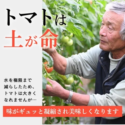 【特選】トマト 美味しんぼに登場したトマト「桃太郎」大箱 28玉～42玉　ランク:特選　糖度9度以上【配送不可地域：離島・沖縄県】