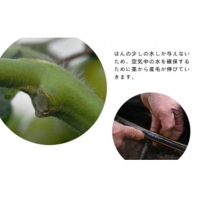 【特選】トマト美味しんぼに登場した『桃太郎』12～20玉 ランク:特選　糖度9度以上【配送不可地域：離島・沖縄県】