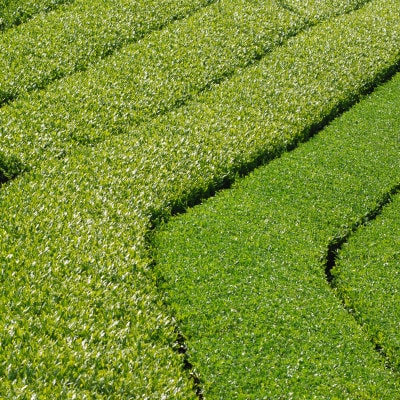 【24本】掛川茶の香りを存分に味わうスパークリングティー | Apoptosis Sparkling【配送不可地域：離島・北海道・沖縄県・四国・九州】