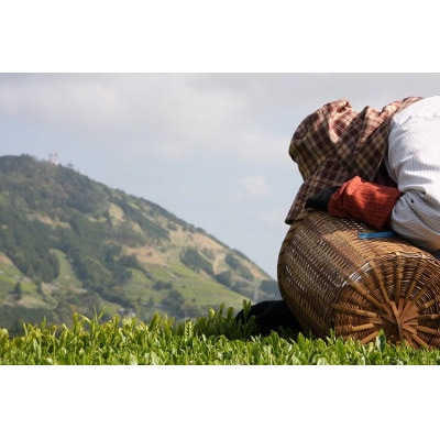 世界農業遺産 静岡の茶草場農法 深蒸し掛川茶(手摘み60g×1袋・掛川茶100g×2袋)ギフトセット【配送不可地域：離島・沖縄県】