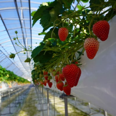 【2026年出荷先行予約】総重量約540g【掛川市産いちご】紅ほっぺ DXパック(2パック入)【配送不可地域：離島・北海道・沖縄県・四国・九州】