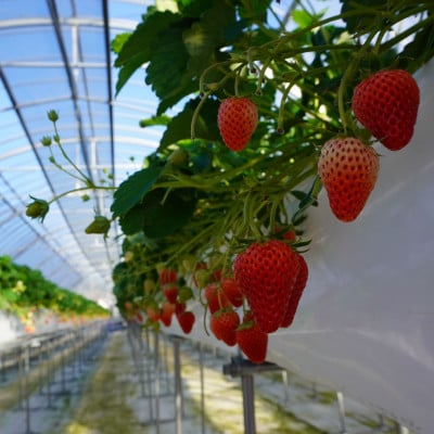 【2025年11月下旬出荷開始】総重量約1000g　掛川市産・紅ほっぺ レギュラーパック 4パック入【配送不可地域：離島・北海道・沖縄県・四国・九州】