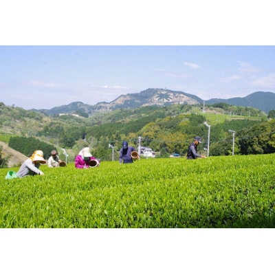 全国初の快挙!日本三大品評会 農林水産大臣賞受賞 三冠茶園 深蒸し掛川茶 200g×4袋【配送不可地域：離島・沖縄県】