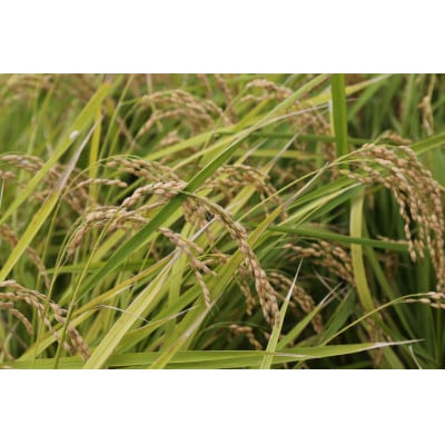 掛川産こしひかり 精米 5kg【配送不可地域：離島・沖縄県】