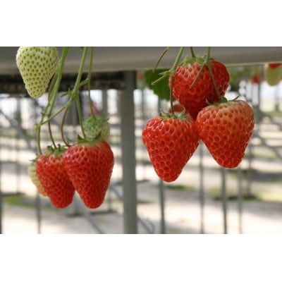 掛川いちごロール(冷凍)【配送不可地域：離島・北海道・沖縄県・四国・九州】