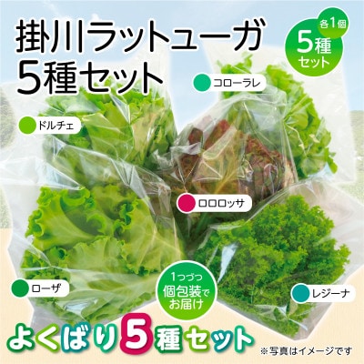【5種×1株セット】湧き水で育ったこだわりリーフレタス「掛川ラットューガ」【配送不可地域：離島・北海道・沖縄県・四国・九州】