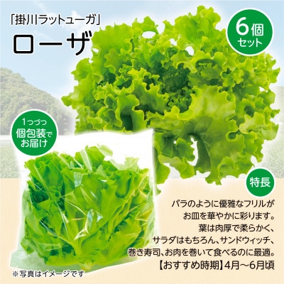 【こだわりの1種×6個セット】リーフレタス「掛川ラットューガ・ローザ」【配送不可地域：離島・北海道・沖縄県・四国・九州】