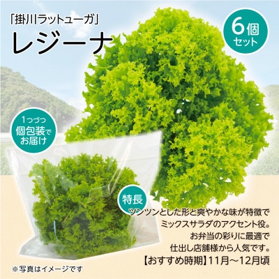 【こだわりの1種×6株】リーフレタス「掛川ラットューガ・レジーナ」【配送不可地域：離島・北海道・沖縄県・四国・九州】