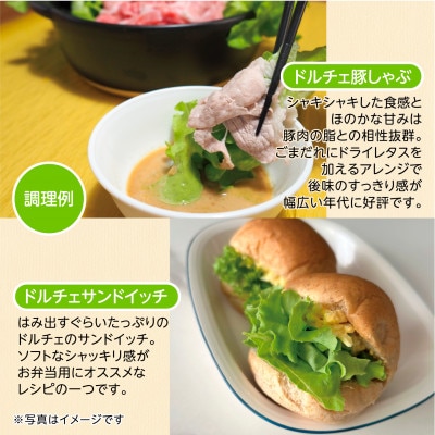 【こだわりの1種×6株】山里の湧き水で育った「掛川ラットューガ・ドルチェ」【配送不可地域：離島・北海道・沖縄県・四国・九州】