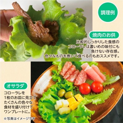 【こだわりの1種×6株】湧き水で育ったリーフレタス「掛川ラットューガ・コローラレ」【配送不可地域：離島・北海道・沖縄県・四国・九州】