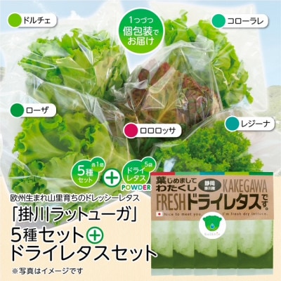 リーフレタスパウダー計10gと掛川ラットューガ5種×1株セット【配送不可地域：離島・北海道・四国・九州】