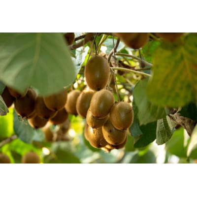 農園直送!訳アリキウイフルーツ2kg～2.4kg(24個～30個)【配送不可地域：離島・北海道・沖縄県・四国・九州】