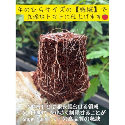 Show Farmの『大玉トマト』(品種:桃太郎トマト)計 約3.5～4kg【配送不可地域：離島・沖縄県】