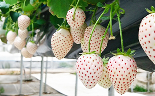 静岡県産いちご　赤＆白イチゴ　食べ比べ2パック【配送不可地域：離島・北海道・沖縄県・東北・中国・四国・九州】