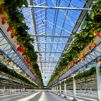 【2026年発送】静岡県産いちご「紅ほっぺ+すずの薫り」6パック 約1.6kg(約270g×6)【配送不可地域：離島・北海道・沖縄県・東北・中国・四国・九州】