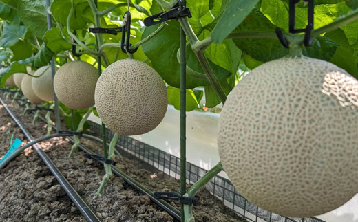 静岡暗室マスクメロン アローマ印　　　　　白級約1.45kg以上　2玉【配送不可地域：離島・北海道・沖縄県】