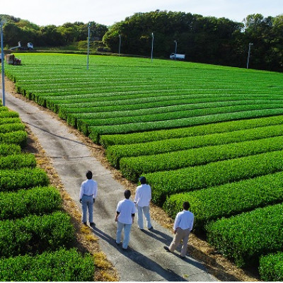 新茶 掛川市奨励品種さえみどり50g×2本 日本茶AWARD受賞茶園のお茶 静岡県掛川市 茶農家直送【配送不可地域：離島・沖縄県】