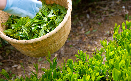 手摘み 深蒸し掛川茶 天心 100g×3缶セット 箱入包装【配送不可地域：離島・沖縄県】