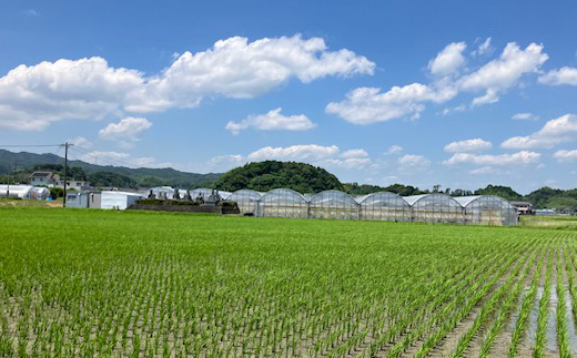 【2026年出荷先行予約】総重量約1080g【掛川市産】いちご・紅ほっぺ DXパック(4パック入)【配送不可地域：離島・北海道・沖縄県・四国・九州】