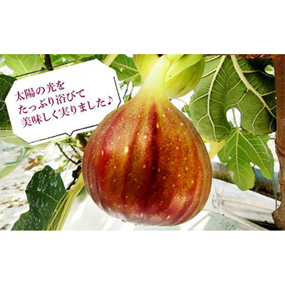 静岡県掛川産　ミズノ農園の冷凍いちじく (皮なし)【桝井ドーフィン】500g×4袋【配送不可地域：離島・北海道・沖縄県・四国・九州】