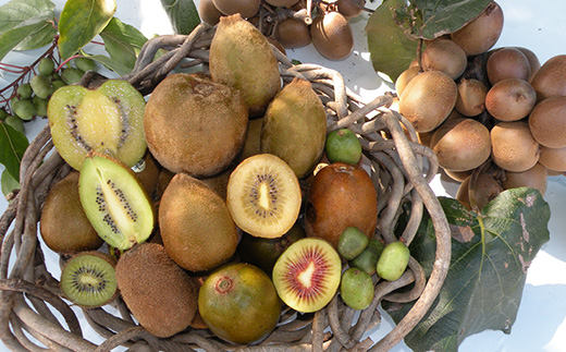 掛川産カラフルキウイ4種8～9個セット期間限定 キウイフルーツカントリーJapan　5883【配送不可地域：離島・北海道・沖縄県・四国・九州】