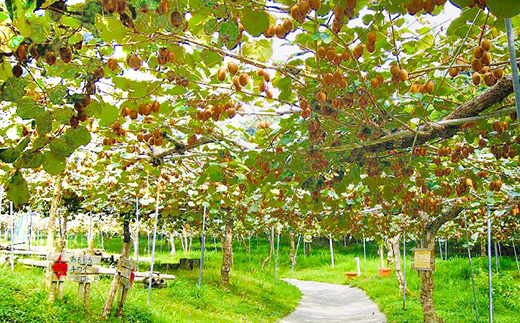 掛川産カラフルキウイ2種6個セット 期間限定キウイフルーツカントリーJapan　5880【配送不可地域：離島・北海道・沖縄県・四国・九州】