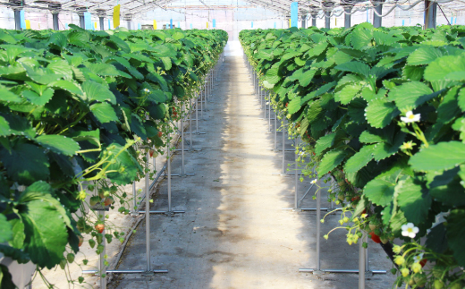 紅ほっぺセット(4パック)【配送不可地域：離島・北海道・沖縄県・四国・九州】