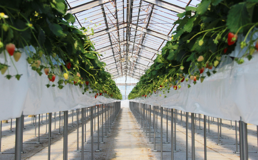 きらぴ香セット(4パック)【配送不可地域：離島・北海道・沖縄県・四国・九州】