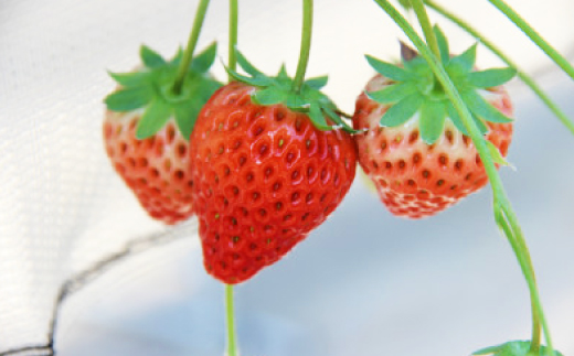 紅ほっぺ・きらぴ香食べ比べセット(各2パック　計4パック)【配送不可地域：離島・北海道・沖縄県・四国・九州】