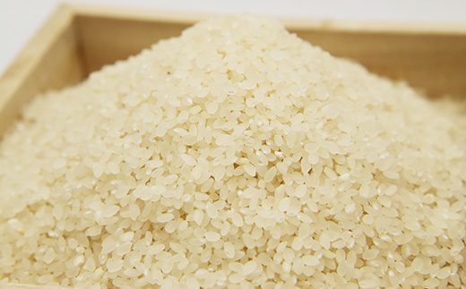 掛川産こしひかり 精米 5kg【配送不可地域：離島・沖縄県】