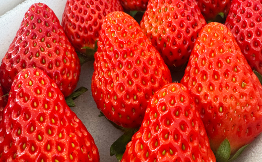 紅ほっぺ280g×4パック　おいしい完熟いちご【配送不可地域：離島・北海道・沖縄県・四国・九州】