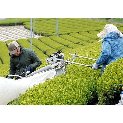 【訳あり】エコ袋 緑茶 ティーバッグ ひも付 2g50入2袋 深蒸し掛川茶 静岡県掛川産 一番茶【配送不可地域：離島・沖縄県】