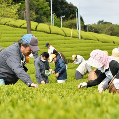 天皇杯を受賞した掛川中央茶業で製造した希少な手摘み掛川茶4袋セット【配送不可地域：離島・沖縄県】